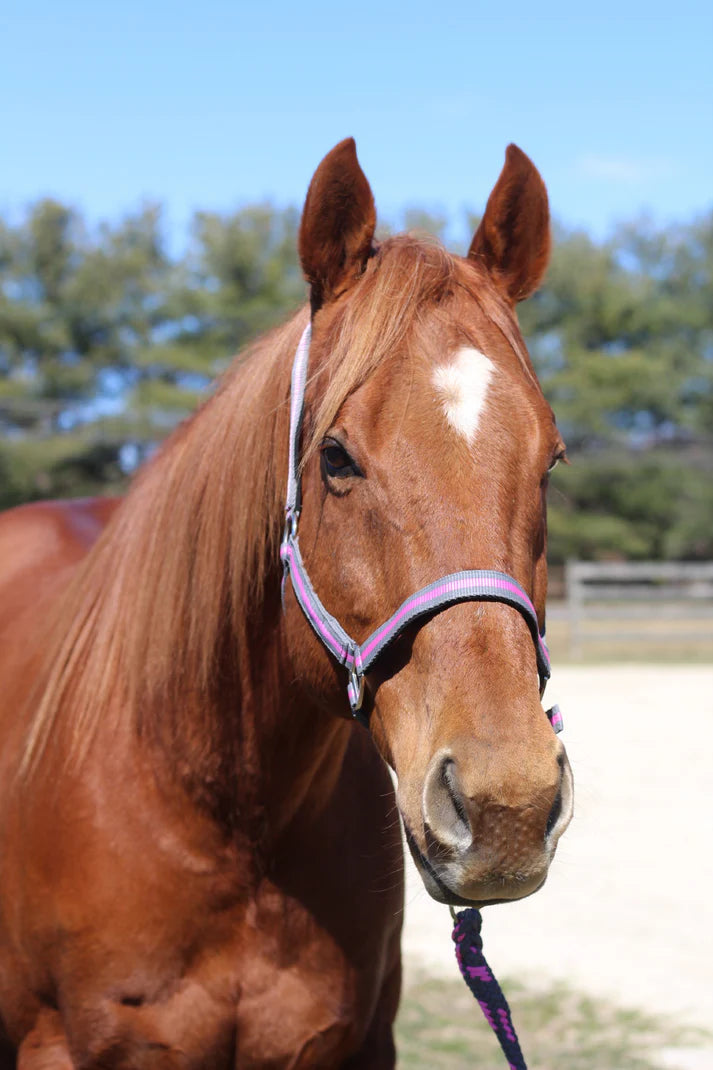 TuffRider Nylon Breakaway Halter & Lead Rope Set - Horse Size