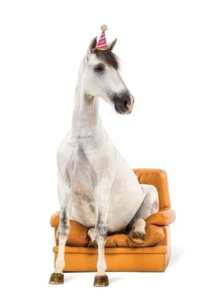Horse Greeting Birthday Card / Horse Sitting in Chair / Fun