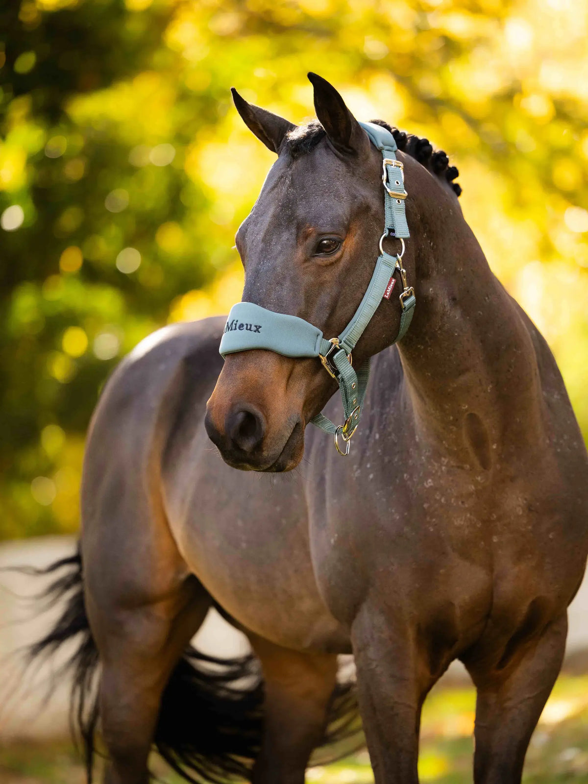 LeMieux Vogue Halter & Leadrope