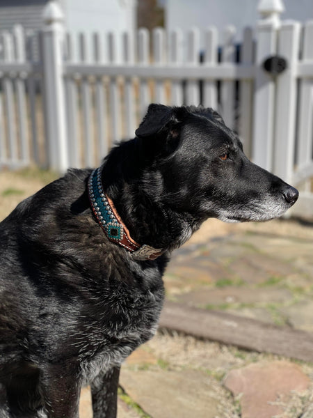 Dog collars