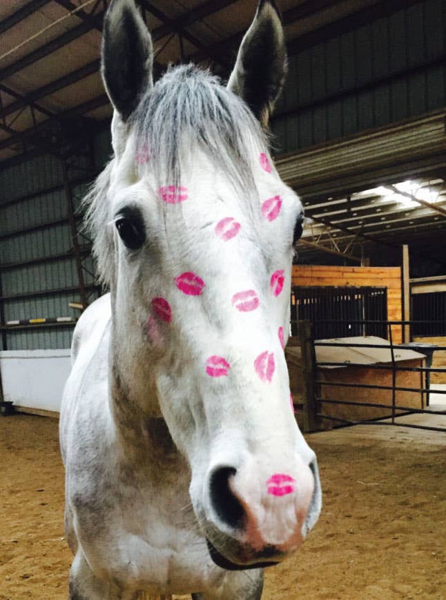 Horse Greeting Birthday Card / Kiss / Bestseller