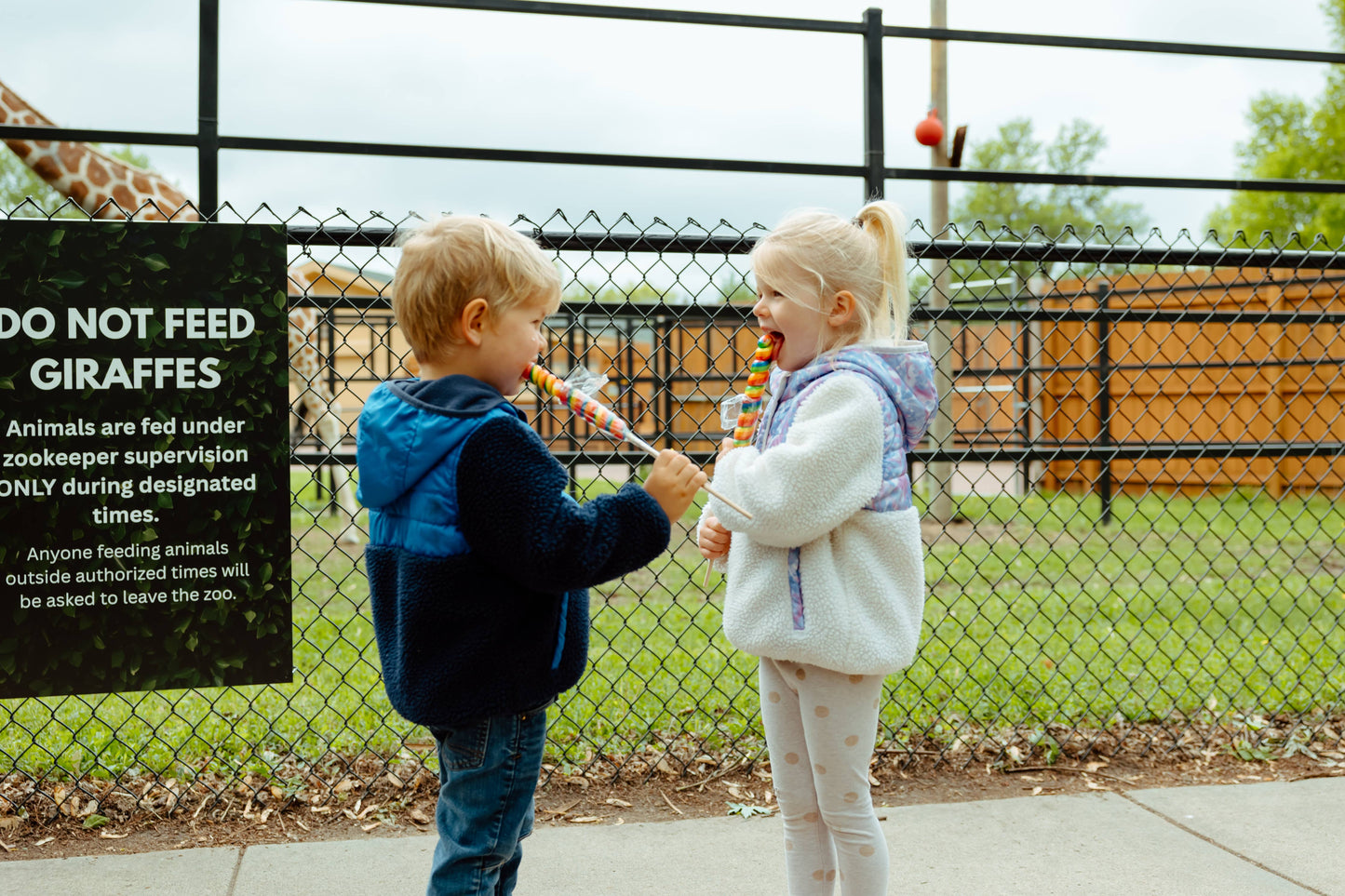 6" Lollyplush Red Fox w/14" Rainbow Lollipop